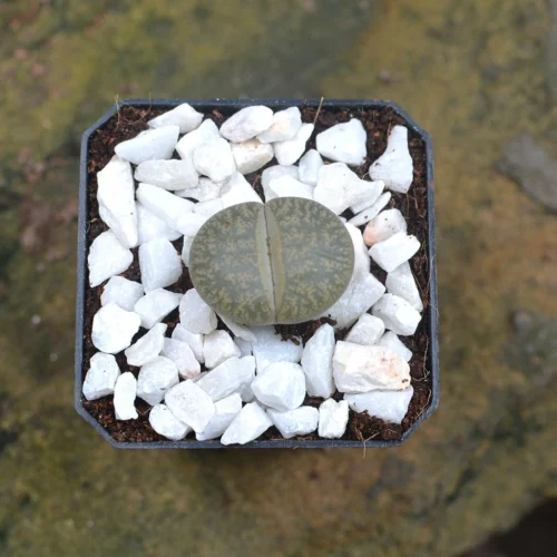 Lithops Lesliei Var. Venteri Living Stone Succulent Plant