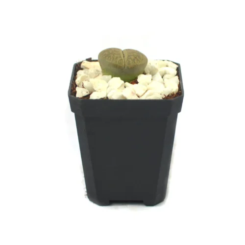 Lithops Lesliei Var. Venteri Living Stone Succulent Plant -Plant Life Decor Shop Lithops Lesliei 3