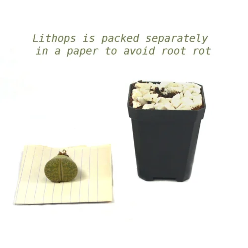 Lithops Lesliei Var. Venteri Living Stone Succulent Plant -Plant Life Decor Shop Lithops Lesliei 4