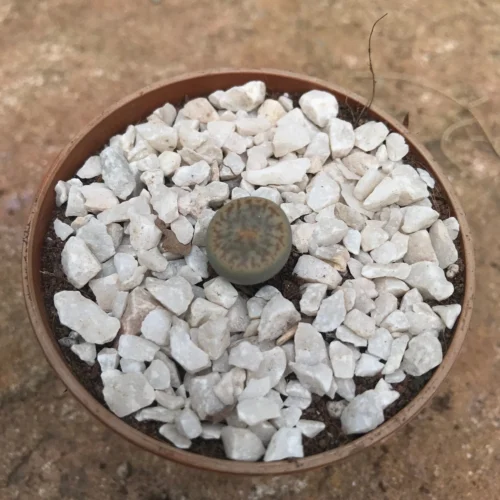 Lithops Pseudotruncatella Ssp. Dentritica Farinosa Living Stone Succulent Plant 9 Lithops Pseudotruncatella Ssp. Dentritica Farinosa Living Stone Succulent Plant -Plant Life Decor Shop Lithops Pseudotruncatella ssp. Dentritica Farinosa 2 scaled