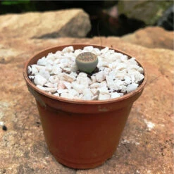 Lithops Pseudotruncatella Ssp. Dentritica Farinosa Living Stone Succulent Plant -Plant Life Decor Shop Lithops Pseudotruncatella ssp. Dentritica Farinosa 3