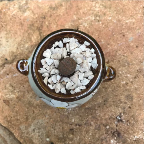 Lithops Aucampiaes Living Stone Succulent Plant -Plant Life Decor Shop Lithops aucampiae 1