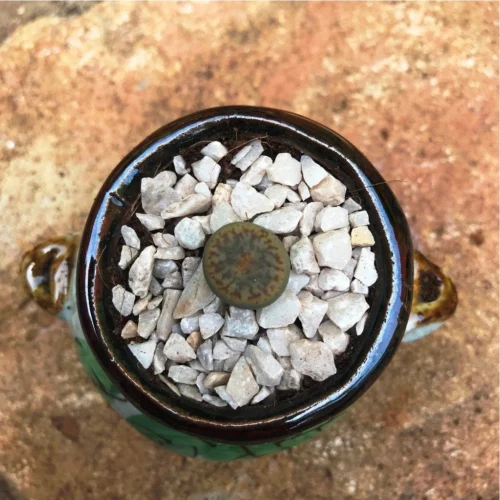 Lithops Pseudotruncatella Ssp. Dentritica Farinosa Living Stone Succulent Plant 7 Lithops Pseudotruncatella Ssp. Dentritica Farinosa Living Stone Succulent Plant -Plant Life Decor Shop Lithops pseudotruncatella ssp. dentritica farinosa