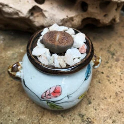 Lithops Villetii Subs. Deboeri Living Stone Succulent Plant -Plant Life Decor Shop Lithopsvilletiisubs.deboeri 1