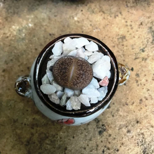 Lithops Villetii Subs. Deboeri Living Stone Succulent Plant -Plant Life Decor Shop Lithopsvilletiisubs.deboeri 2