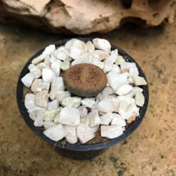 Lithops Villetii Subs. Deboeri Living Stone Succulent Plant -Plant Life Decor Shop Lithopsvilletiisubs.deboeri