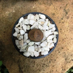Lithops Villetii Subs. Deboeri Living Stone Succulent Plant -Plant Life Decor Shop Lithopsvilletiisubs.deboeri 5