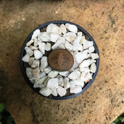 Lithops Villetii Subs. Deboeri Living Stone Succulent Plant -Plant Life Decor Shop Lithopsvilletiisubs.deboeri 5
