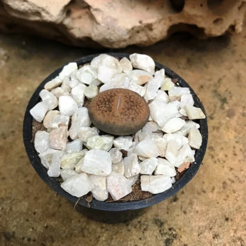 Lithops Villetii Subs. Deboeri Living Stone Succulent Plant -Plant Life Decor Shop Lithopsvilletiisubs.deboeri