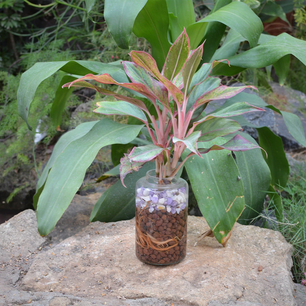 Livid Siam Water Terrarium Kit 2 Livid Siam Water Terrarium Kit - Image 2