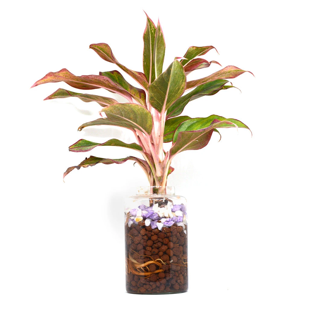 Livid Siam Water Terrarium Kit 3 Livid Siam Water Terrarium Kit - Image 3