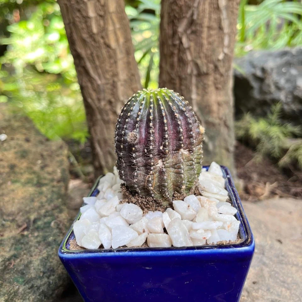 Lobivia Napina Cactus Plant 3 Lobivia Napina Cactus Plant - Image 3