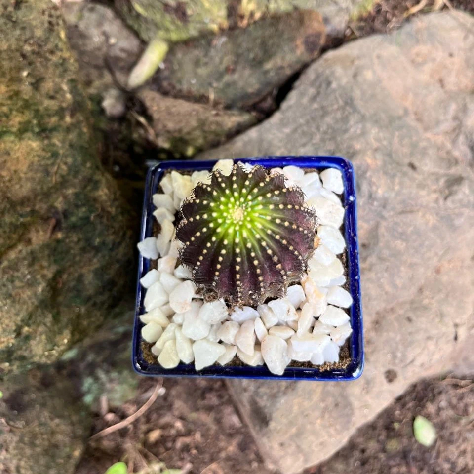 Lobivia Napina Cactus Plant 4 Lobivia Napina Cactus Plant - Image 4