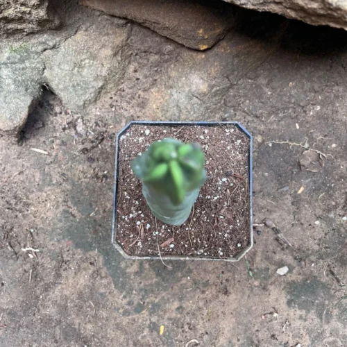 Lophocereus Schottii Var.monstros Cactus Plant -Plant Life Decor Shop Lophocereusschottii 1 ec82526f 0e04 4b64 ba1b 6921ffb81bf7