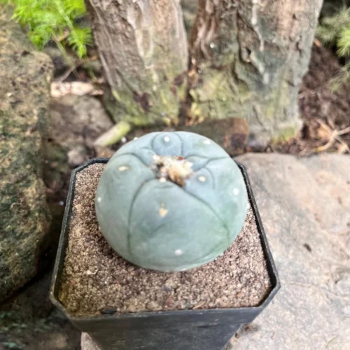 Lophophora Fricii Cv Kikko Cactus Plant 6 Lophophora Fricii Cv Kikko Cactus Plant -Plant Life Decor Shop Lophophora fricii cv kikko 3