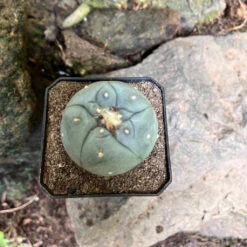 Lophophora Fricii Cv Kikko Cactus Plant
