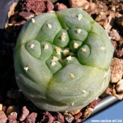 Lophophora Fricii Cv Kikko Cactus Plant -Plant Life Decor Shop Lophophorafriciicvkikko