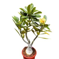 Lutino Twist Adenium Plant -Plant Life Decor Shop Lutino Twist 1