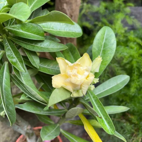 Lutino Twist Adenium Plant -Plant Life Decor Shop Lutino Twist