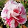 Marilyn Monroe Adenium Plant