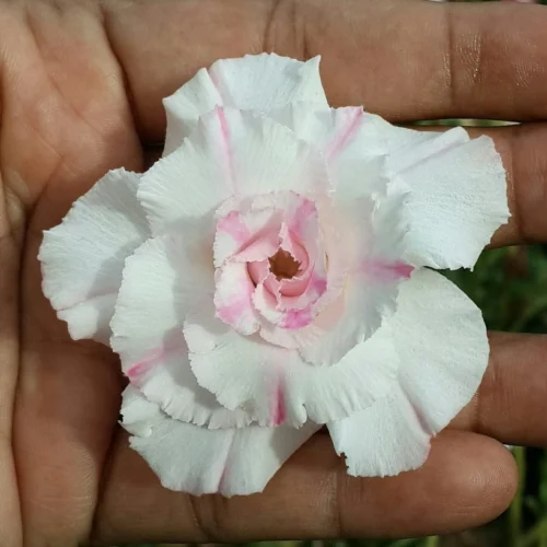 Seagul Adenium Plant