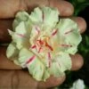 Lily Tinge Adenium Plant