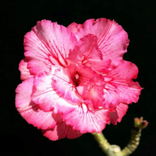 Majestic Pharaoh Adenium Plant