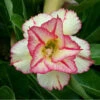 Stellate Bloom Adenium Plant