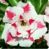 Song Of India Adenium Plant