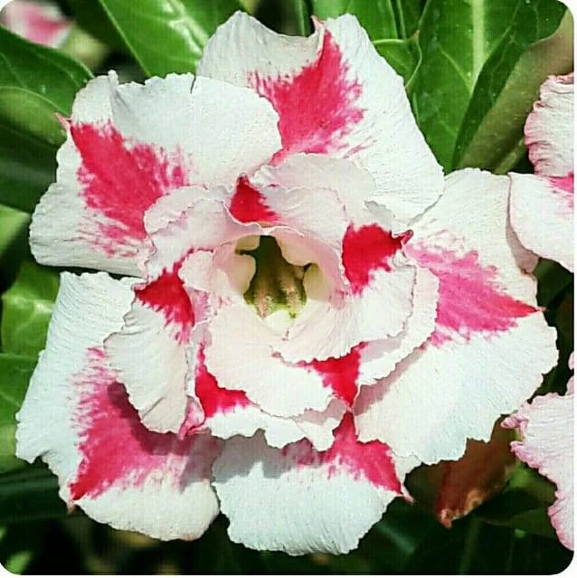 Song Of India Adenium Plant 1 Song Of India Adenium Plant