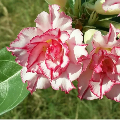Hermosa Adenium Plant