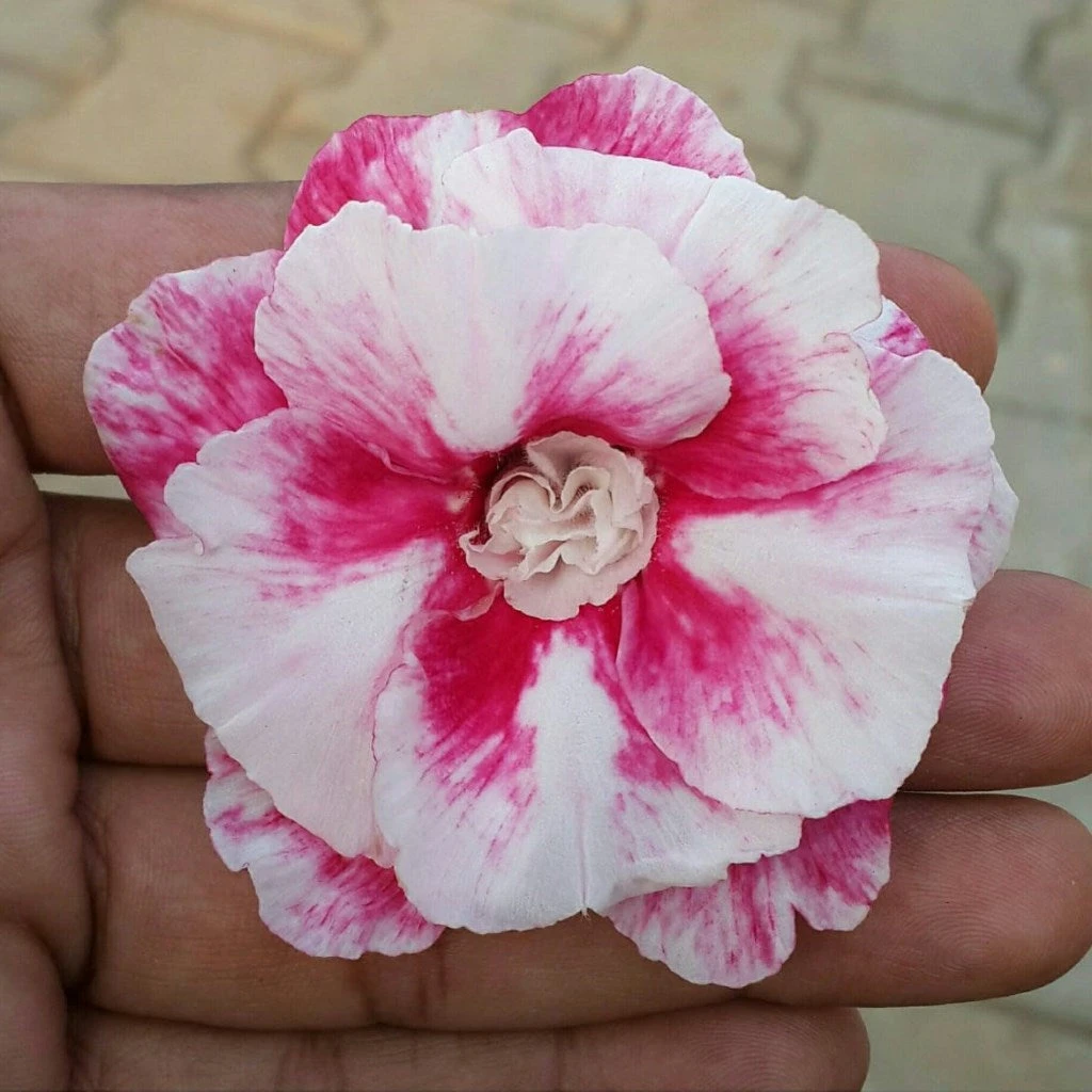 Nova Luna Adenium Plant 1 Nova Luna Adenium Plant