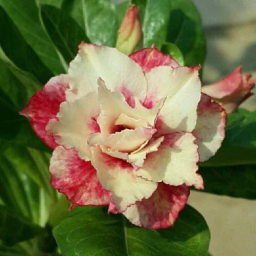 Sunset Venice Adenium Plant