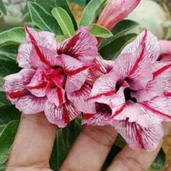 Magenta Spike Adenium Plant