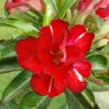 Ruddy Red Adenium Plant