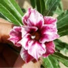 Cherry Slush Adenium Plant