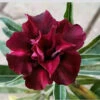 Black Bird Adenium Plant