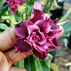 Magic Magenta Adenium Plant