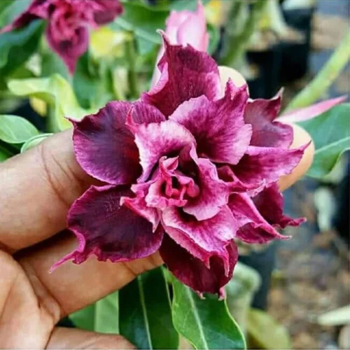 Magic Magenta Adenium Plant