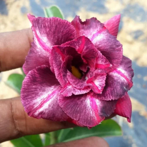 Frosted Burgundy Adenium Plant