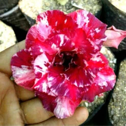 Speckled Magenta Adenium Plant