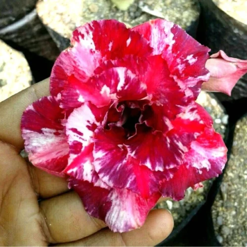 Speckled Magenta Adenium Plant