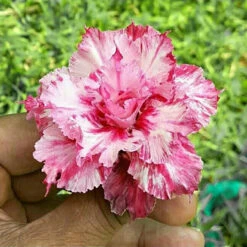 Strawberry Splatter Adenium Plant