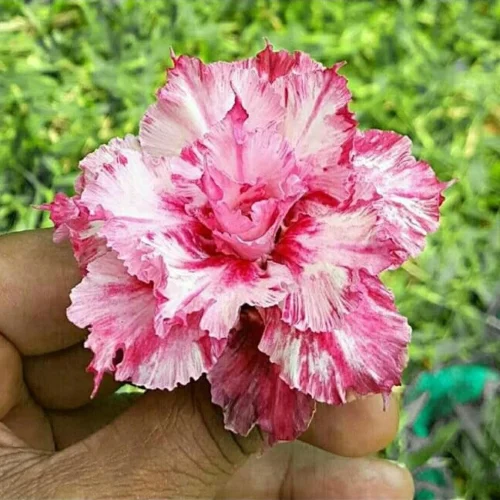 Strawberry Splatter Adenium Plant