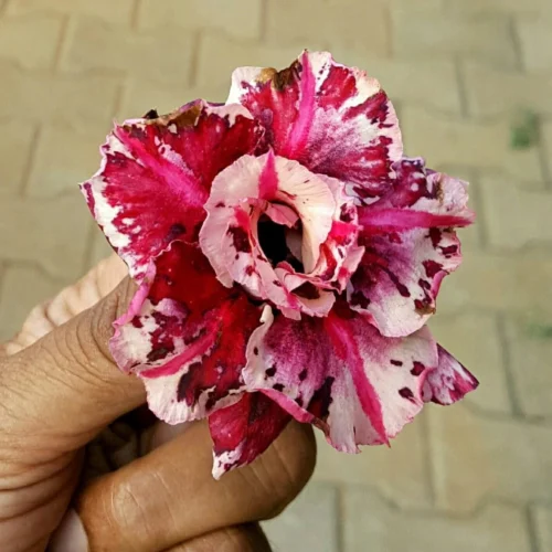 Raspberry Sorbet Adenium Plant