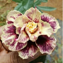 Butterscotch Blush Adenium Plant