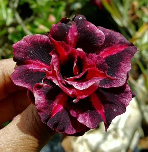 Sangria Spell Adenium Plant