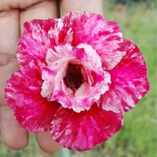 Scarlet Heart Adenium Plant