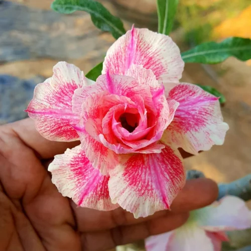 Candyfloss Adenium Plant