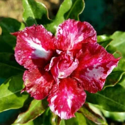 Strawmist Adenium Plant